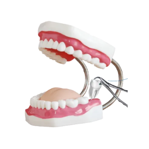 Wisdom Tooth Extraction